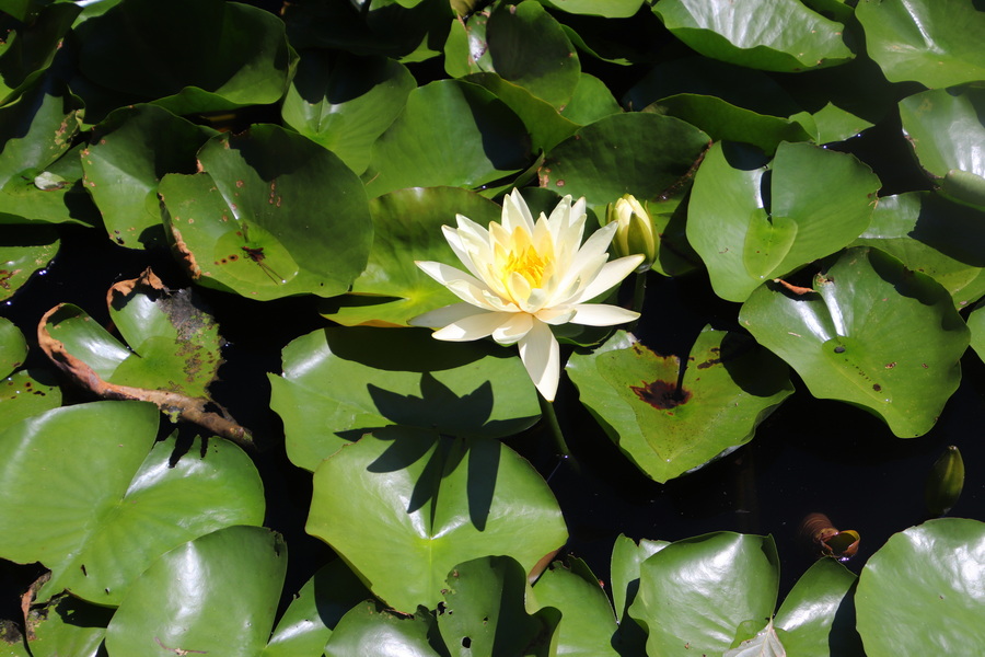 15.08.2025 11:52:26: Japonsko 2025 - Tokyo, Meiji Jingu (Vláďa)