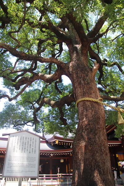 15.08.2025 12:26:06: Japonsko 2025 - Tokyo, Meiji Jingu (Vláďa)