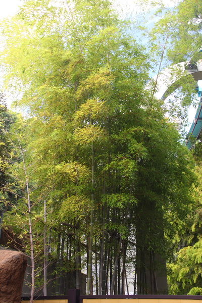 15.08.2025 15:20:15: Japonsko 2025 - Tokyo, zoo (Vláďa)