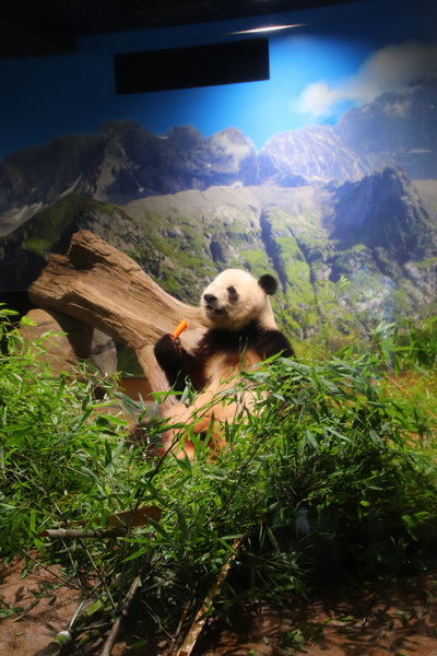 15.08.2025 15:22:46: Japonsko 2025 - Tokyo, zoo (Vláďa)