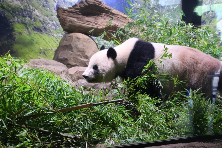 15.08.2025 15:24:25: Japonsko 2025 - Tokyo, zoo (Vláďa)