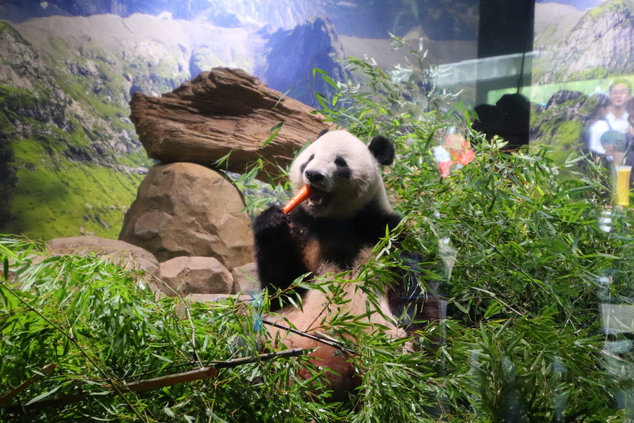 15.08.2025 15:24:52: Japonsko 2025 - Tokyo, zoo (Vláďa)