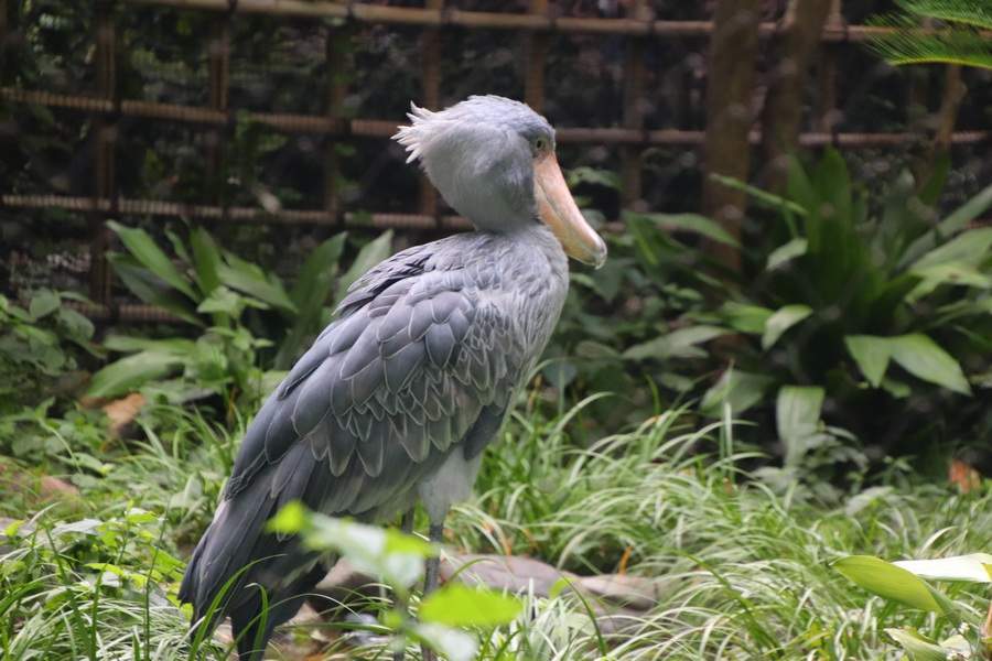 15.08.2025 15:32:18: Japonsko 2025 - Tokyo, zoo (Vláďa)