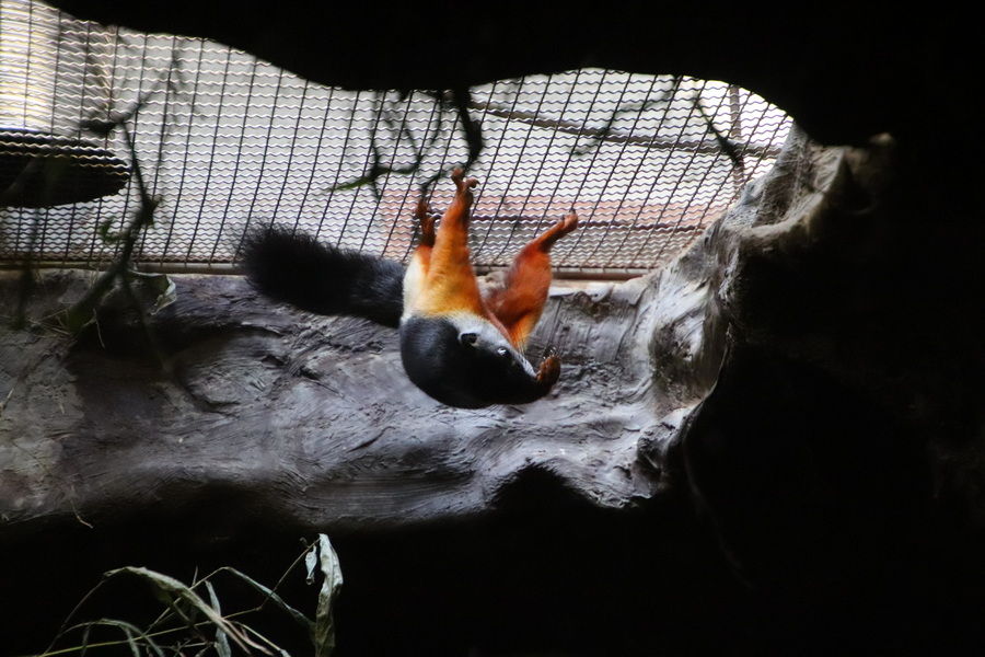 15.08.2025 15:37:48: Japonsko 2025 - Tokyo, zoo (Vláďa)