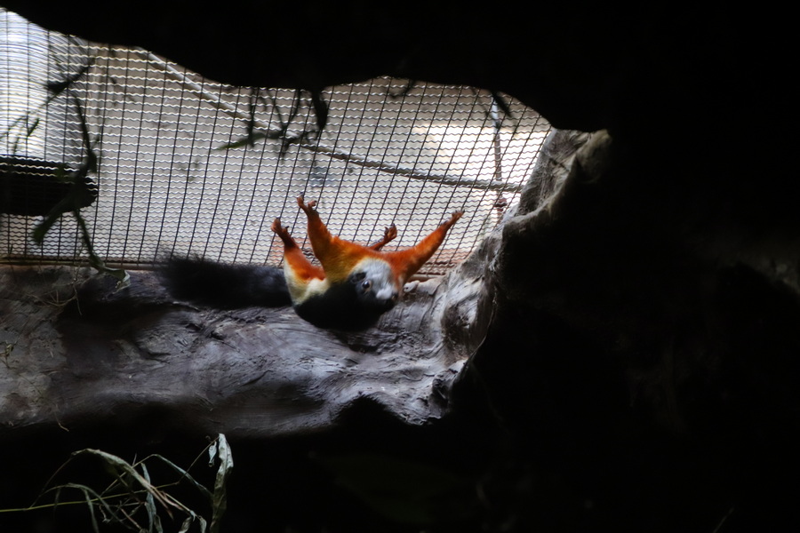 15.08.2025 15:37:53: Japonsko 2025 - Tokyo, zoo (Vláďa)