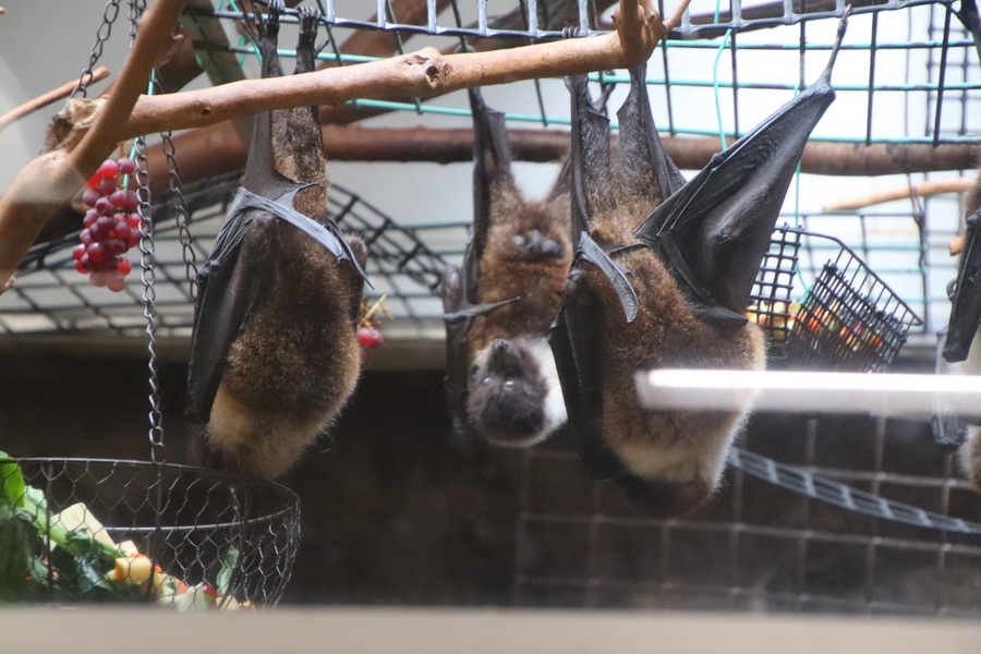 15.08.2025 15:40:25: Japonsko 2025 - Tokyo, zoo (Vláďa)