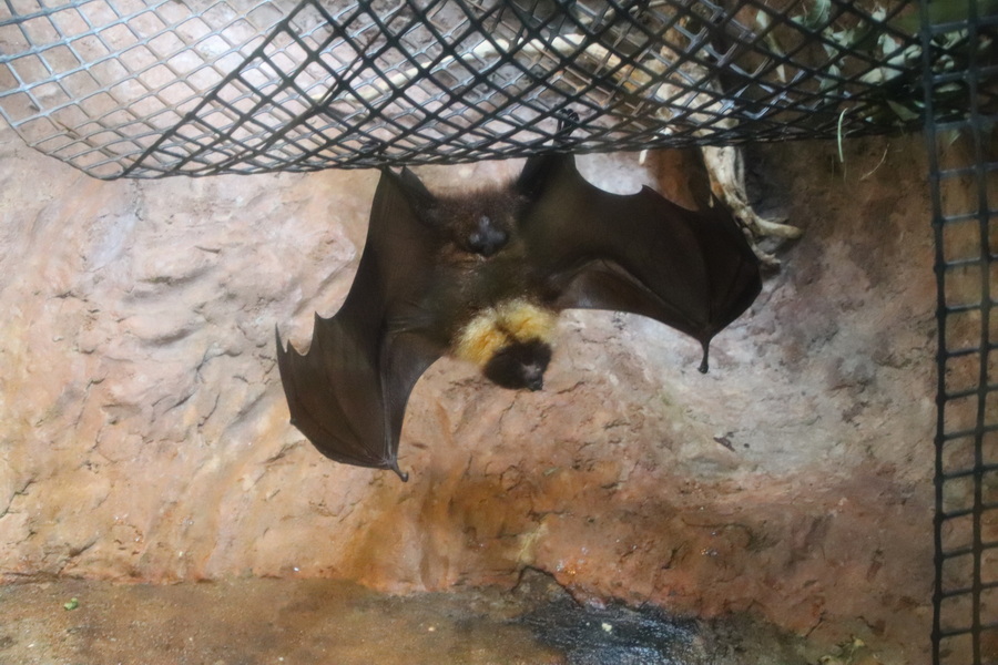 15.08.2025 15:42:08: Japonsko 2025 - Tokyo, zoo (Vláďa)