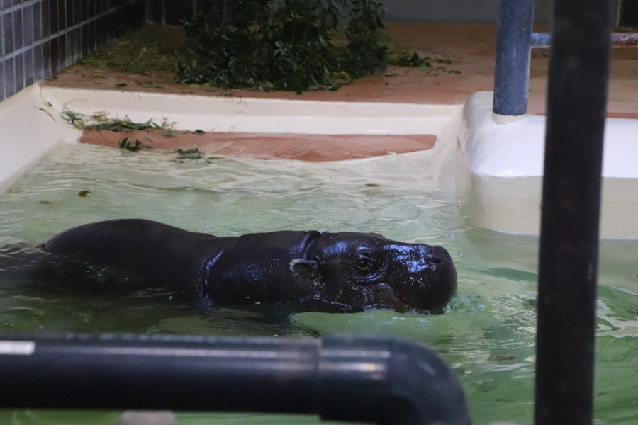 15.08.2025 15:56:27: Japonsko 2025 - Tokyo, zoo (Vláďa)