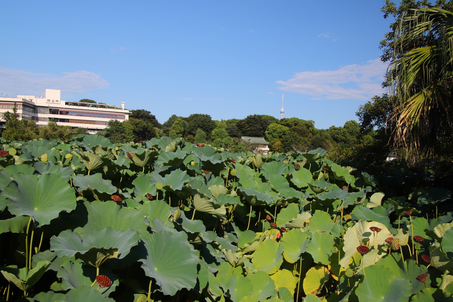 15.08.2025 16:06:08: Japonsko 2025 - Tokyo, zoo (Vláďa)