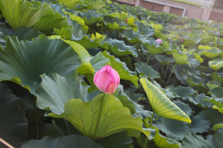 15.08.2025 16:07:52: Japonsko 2025 - Tokyo, zoo (Vláďa)