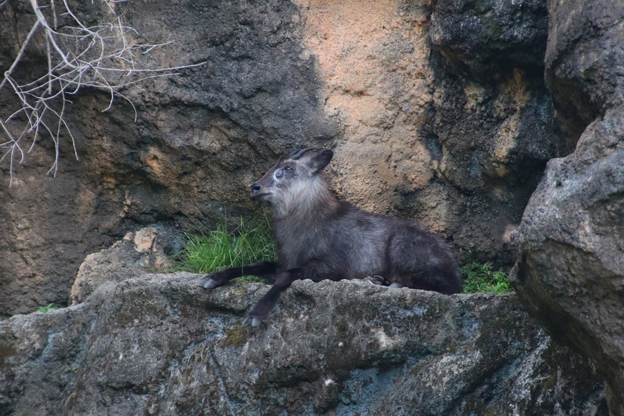 15.08.2025 16:43:21: Japonsko 2025 - Tokyo, zoo (Vláďa)