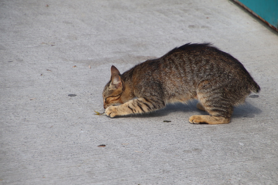 17.08.2025 10:02:57: Japonsko 2025 - Istanbul (Vláďa)