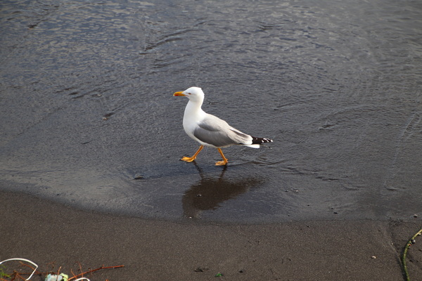 18.04.2025 17:04:18: Kampánie 2025 - Torre Annunziata (Vláďa)