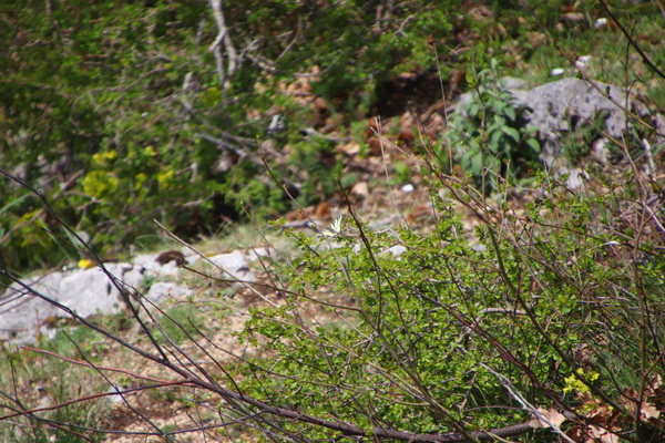 19.04.2025 12:56:09: Kampánie 2025 - Cesta do Ageroly (Vláďa)