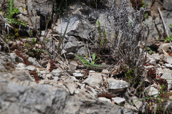 19.04.2025 14:12:25: Kampánie 2025 - Cesta do Ageroly (Vláďa)