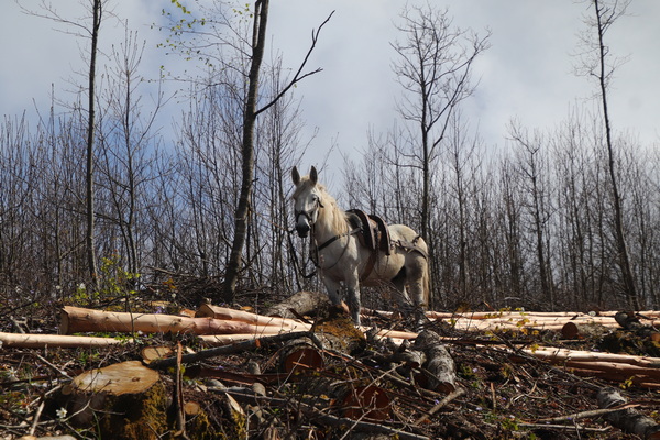 19.04.2025 15:10:33: Kampánie 2025 - Cesta do Ageroly (Bobek)