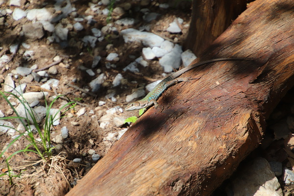 20.04.2025 12:29:26: Kampánie 2025 - Stezka bohů (Vláďa)