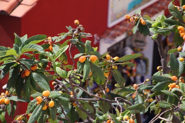 20.04.2025 15:15:34: Kampánie 2025 - Positano (Vláďa)