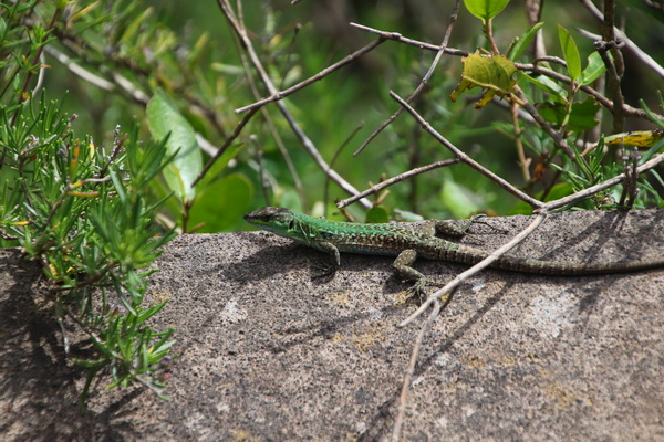 21.04.2025 9:57:23: Kampánie 2025 - Capri (Vláďa)