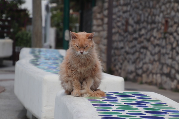 21.04.2025 11:09:22: Kampánie 2025 - Capri (Terka)