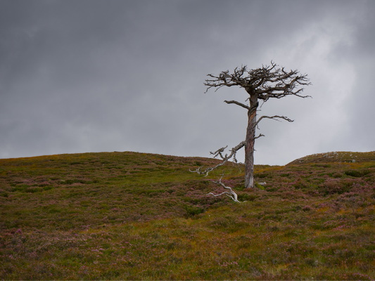 23.08.2024 16:00:48: Skotsko 2024 - Cesta od Loch Muick ke Glenbeg Burn (Michal)