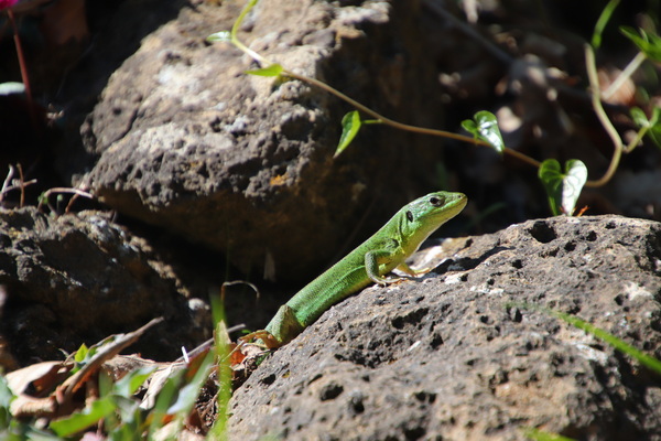 05.04.2026 15:45:14: Toskánsko 2026 - Vitozza (Terka)
