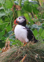 Útesy u Víku / Papuchalkové