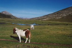 Pláň u jezera Nino